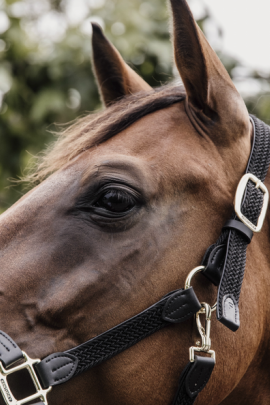 Kentucky Horsewear Nylon Gevlochten Halster zwart, leverbaar in 8 kleuren. Kentucky Horsewear Nylon Gevlochten Halster zwart, leverbaar in 8 kleuren.