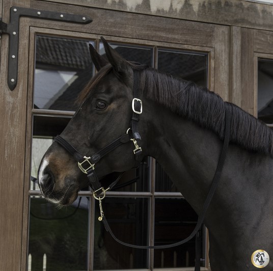 Ridershouse: Kentucky Horsewear Gevlochten Nylon Halsterlijn Ridershouse: Kentucky Horsewear Gevlochten Nylon Halsterlijn