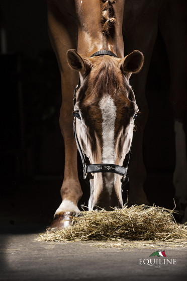 Equiline Halster Timmy