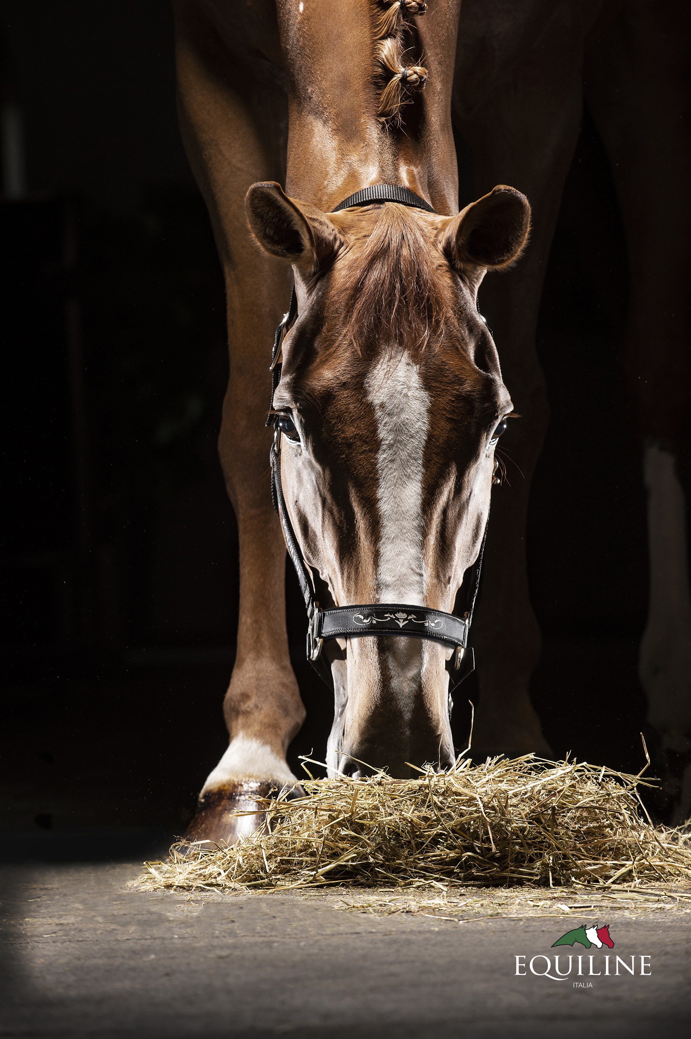 Equiline Halster Timmy
