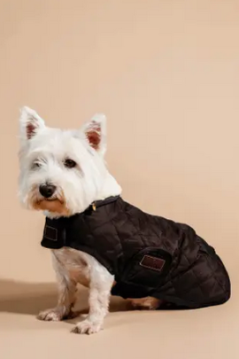 Kentucky Horsewear Hondendekentje extra zacht gevoerd, Iets voor jou? Kentucky Horsewear Hondendekentje extra zacht gevoerd, Iets voor jou?