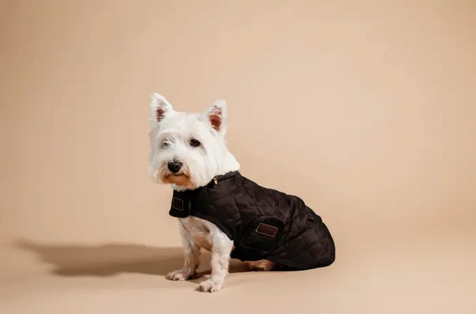 Kentucky Horsewear Hondendekentje extra zacht gevoerd, Iets voor jou? Kentucky Horsewear Hondendekentje extra zacht gevoerd, Iets voor jou?