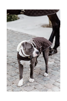 Kentucky Horsewear Hondendekentje extra zacht gevoerd, Iets voor jou? Kentucky Horsewear Hondendekentje extra zacht gevoerd, Iets voor jou?
