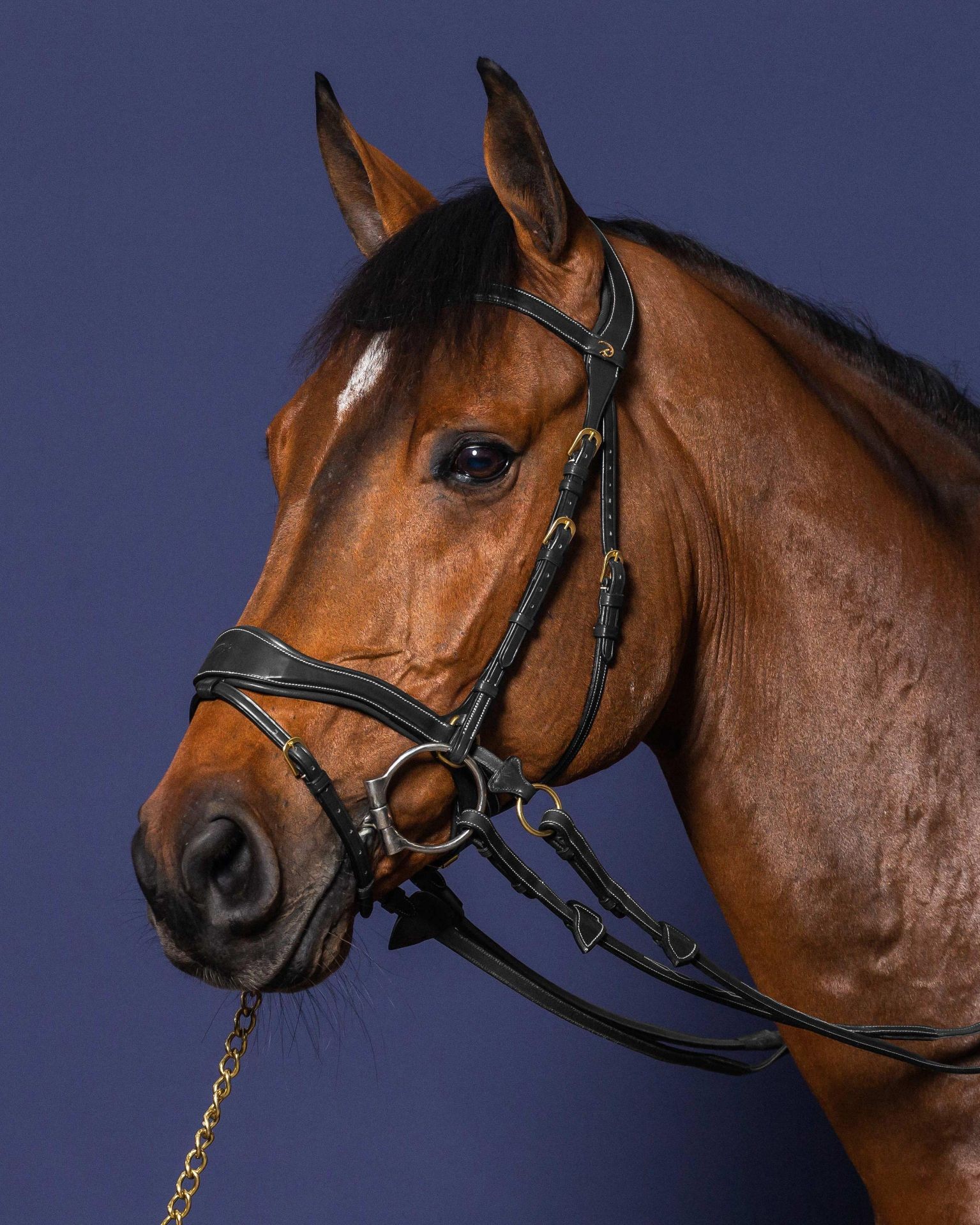 Dyon Motion Bridle 'D Collection' Bitloos rijden leverbaar in bruin en zwart