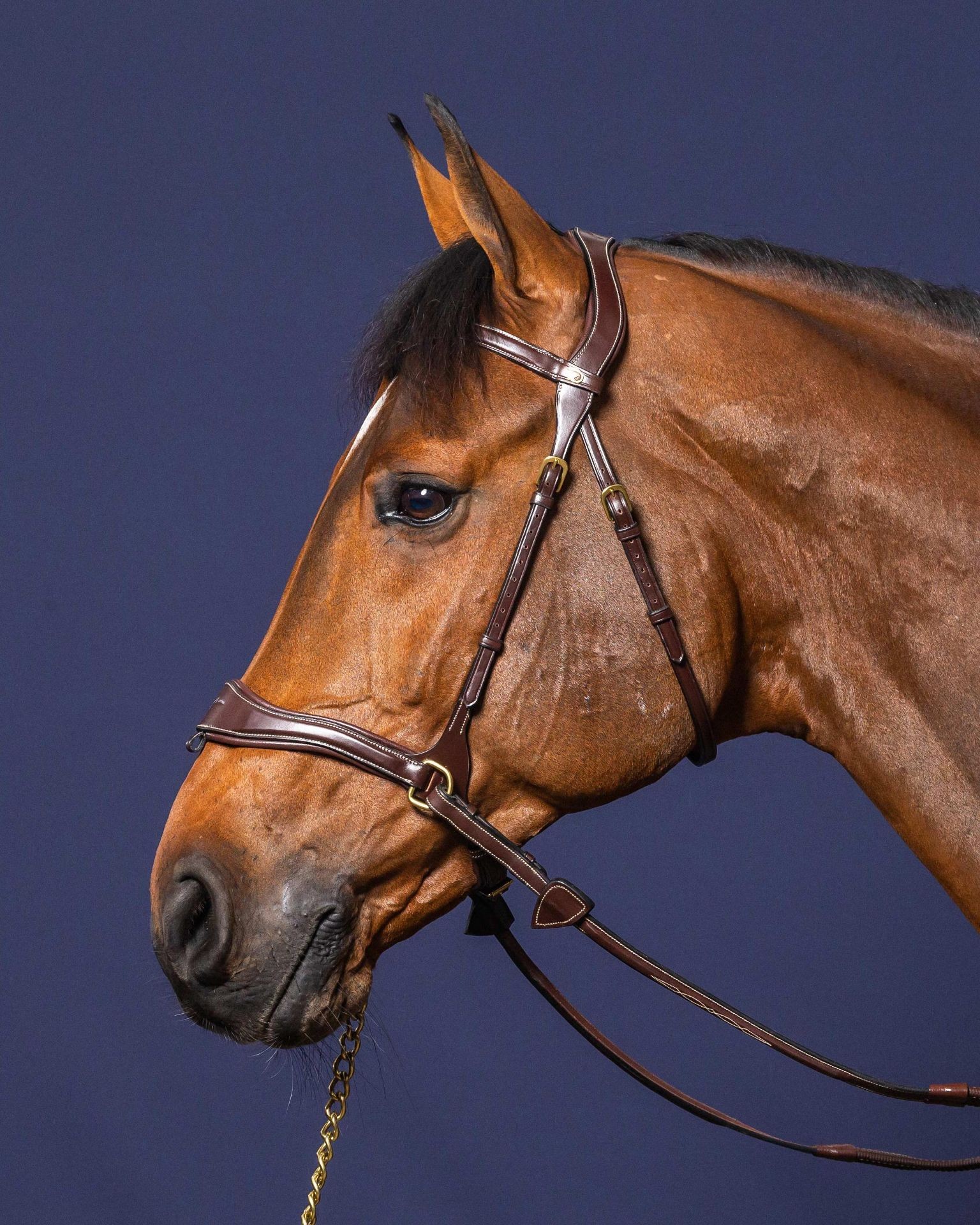 Dyon Motion Bridle 'D Collection' Bitloos rijden leverbaar in bruin en zwart