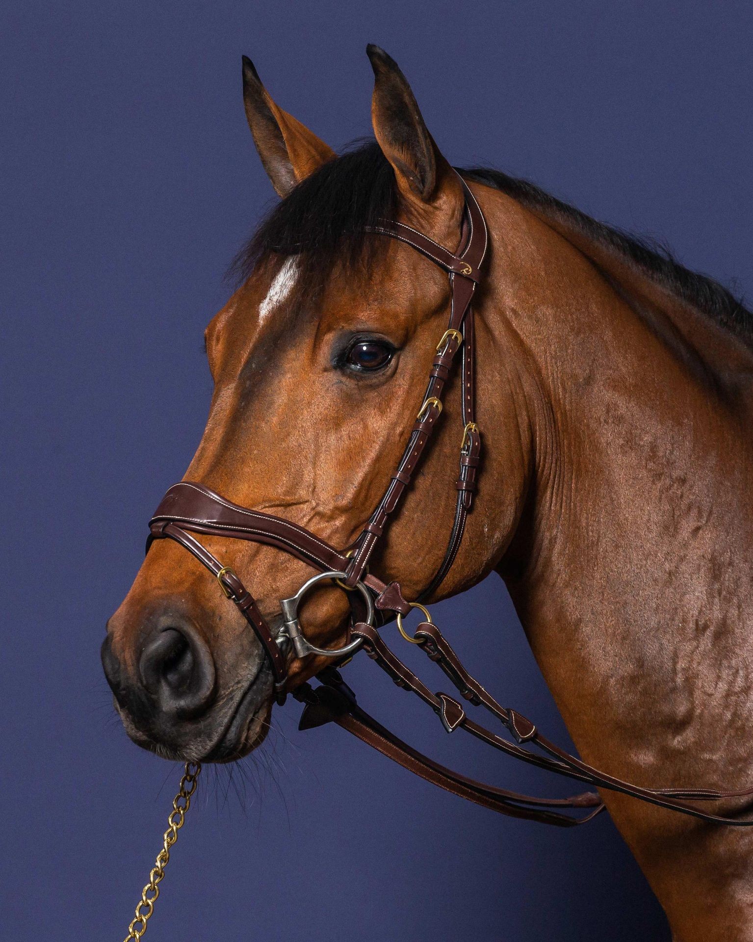Dyon Motion Bridle 'D Collection' Bitloos rijden leverbaar in bruin en zwart
