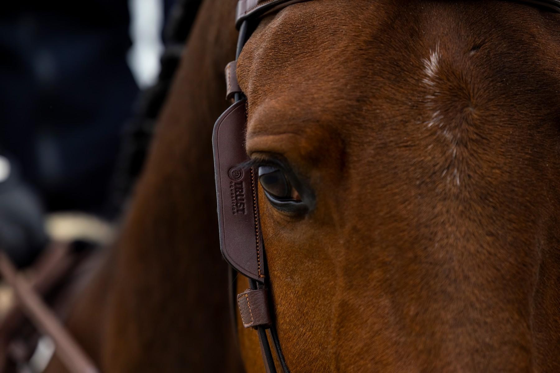 Trust Equestrian Blinkers, leverbaar in de kleuren bruin en zwart.