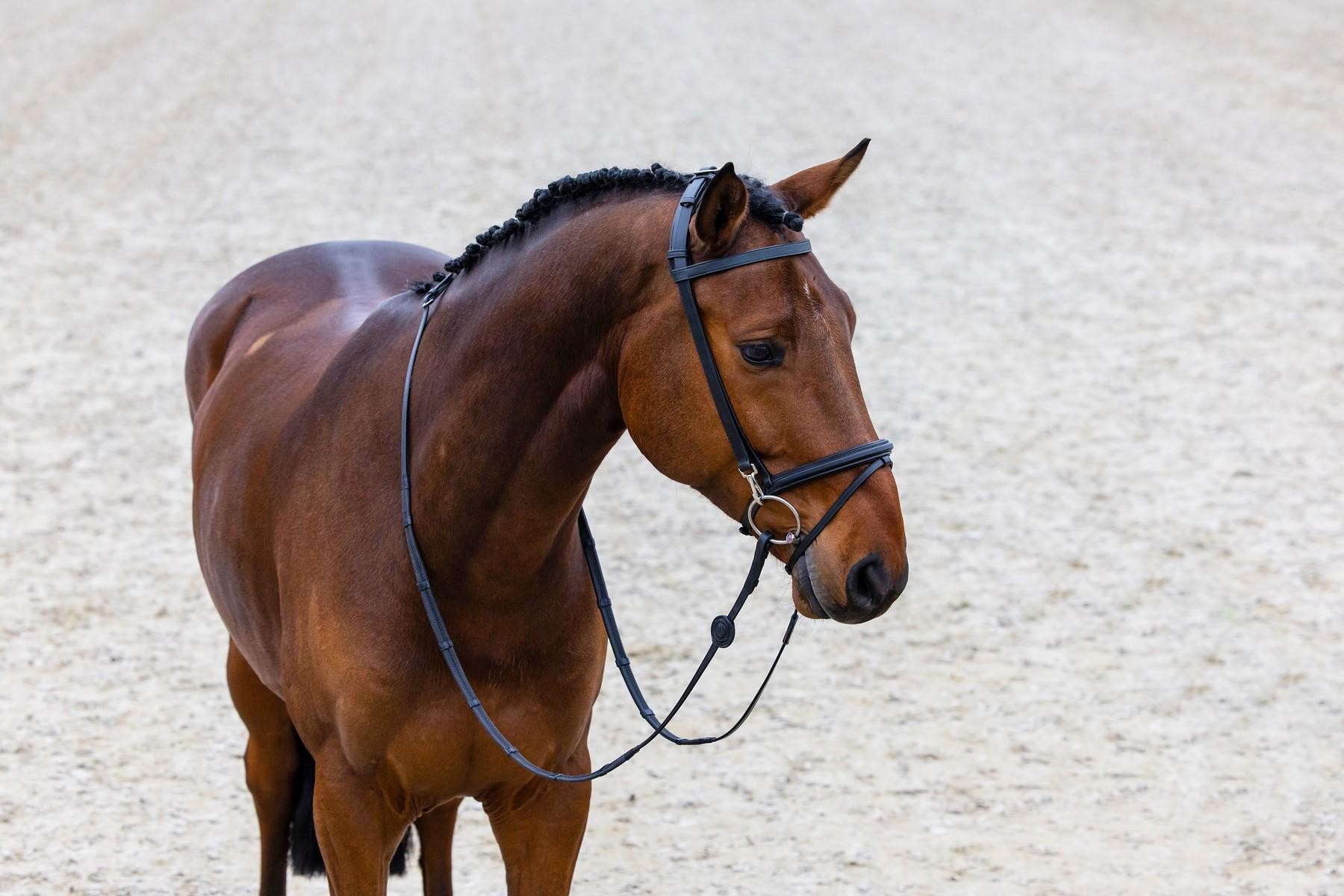 Trust Equestrian Hoofdstel Hamburg Rubberen Teugels Met Stops Trust Equestrian Hoofdstel Hamburg Rubberen Teugels Met Stops