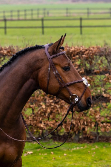 Trust Equestrian Hoofdstel Oslo met Mexicaanse neusriem bruin-zilver Trust Equestrian Hoofdstel Oslo met Mexicaanse neusriem bruin-zilver