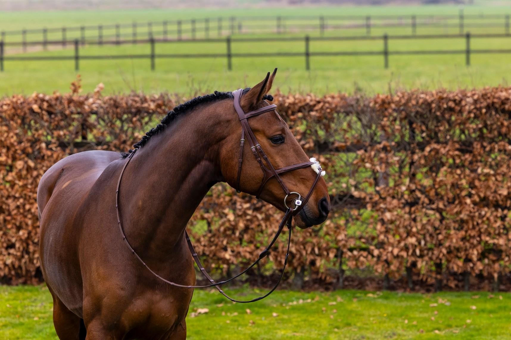 Trust Equestrian Hoofdstel Oslo met Mexicaanse neusriem bruin-zilver Trust Equestrian Hoofdstel Oslo met Mexicaanse neusriem bruin-zilver