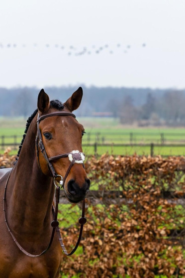 Trust Equestrian Hoofdstel Oslo met Mexicaanse neusriem bruin-zilver Trust Equestrian Hoofdstel Oslo met Mexicaanse neusriem bruin-zilver