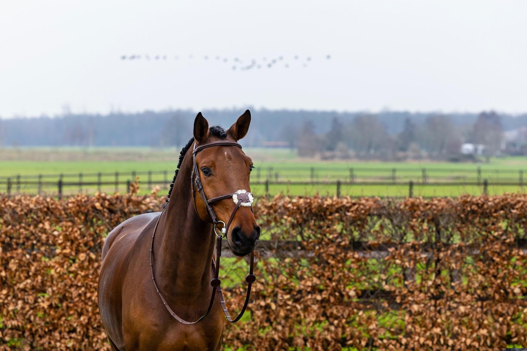 Trust Equestrian Hoofdstel Oslo met Mexicaanse neusriem bruin-zilver Trust Equestrian Hoofdstel Oslo met Mexicaanse neusriem bruin-zilver