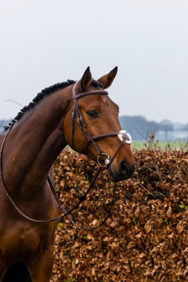 Trust Equestrian Hoofdstel Oslo met Mexicaanse neusriem bruin-zilver Trust Equestrian Hoofdstel Oslo met Mexicaanse neusriem bruin-zilver