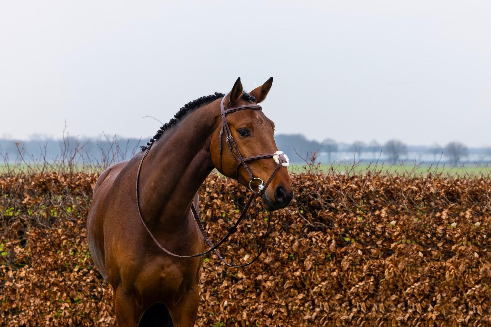 Trust Equestrian Hoofdstel Oslo met Mexicaanse neusriem bruin-zilver Trust Equestrian Hoofdstel Oslo met Mexicaanse neusriem bruin-zilver