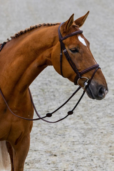Trust Equestrian Hoofdstel Calgary met gecombineerde neusriem bruin-zilver Trust Equestrian Hoofdstel Calgary met gecombineerde neusriem bruin-zilver