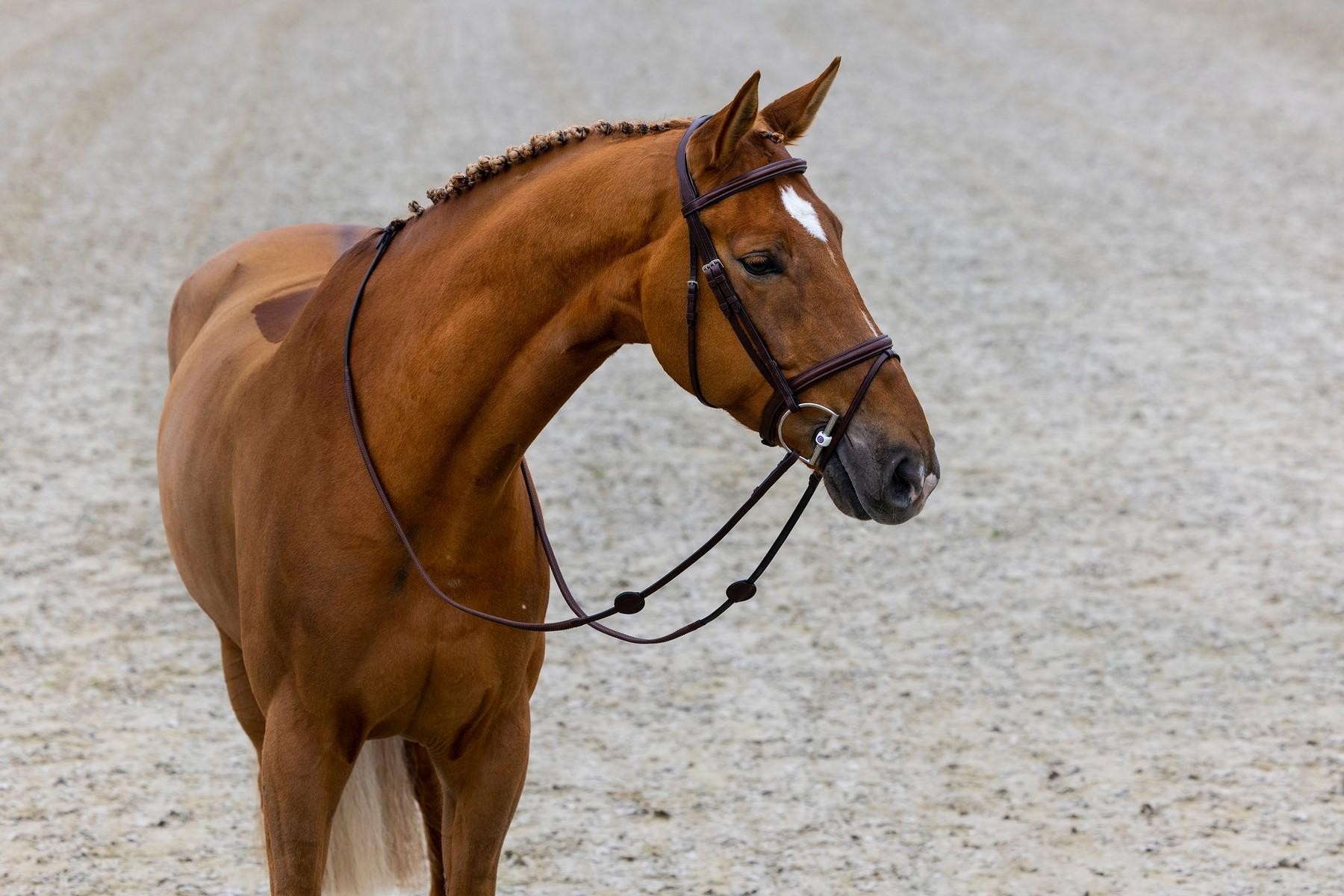 Trust Equestrian Hoofdstel Calgary met gecombineerde neusriem bruin-zilver Trust Equestrian Hoofdstel Calgary met gecombineerde neusriem bruin-zilver