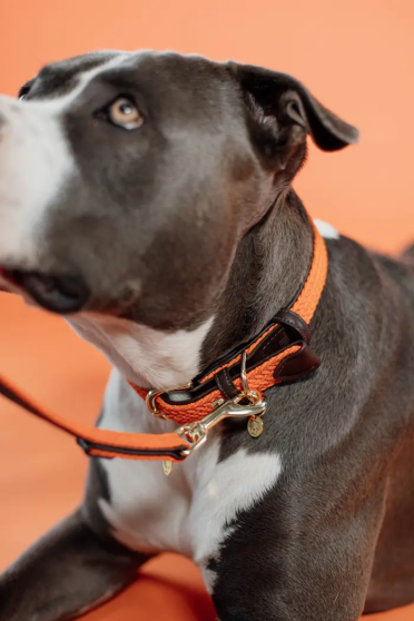 Kentucky Horsewear Plaited Nylon Hondenhalsband in een sprekende oranje kleur Kentucky Horsewear Plaited Nylon Hondenhalsband in een sprekende oranje kleur