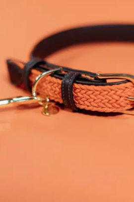 Kentucky Horsewear Plaited Nylon Hondenhalsband in een sprekende oranje kleur Kentucky Horsewear Plaited Nylon Hondenhalsband in een sprekende oranje kleur
