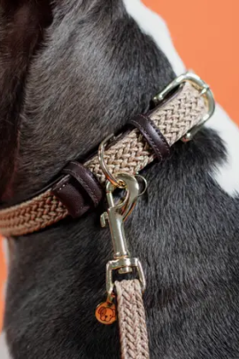 Kentucky Horsewear Plaited Nylon Hondenhalsband sprekende oranje Beige Kentucky Horsewear Plaited Nylon Hondenhalsband sprekende oranje Beige