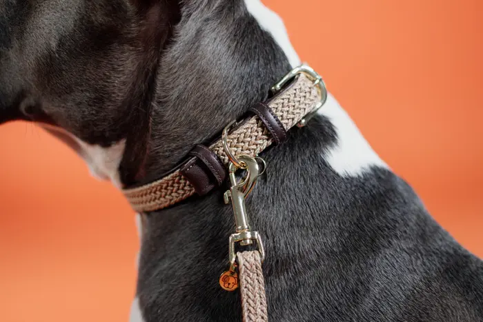 Kentucky Horsewear Plaited Nylon Hondenhalsband sprekende oranje Beige Kentucky Horsewear Plaited Nylon Hondenhalsband sprekende oranje Beige