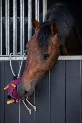 Ridershouse: QHP Horse Toy Ball roze paardenspeelgoed of leuk voor de hond Ridershouse: QHP Horse Toy Ball roze paardenspeelgoed of leuk voor de hond