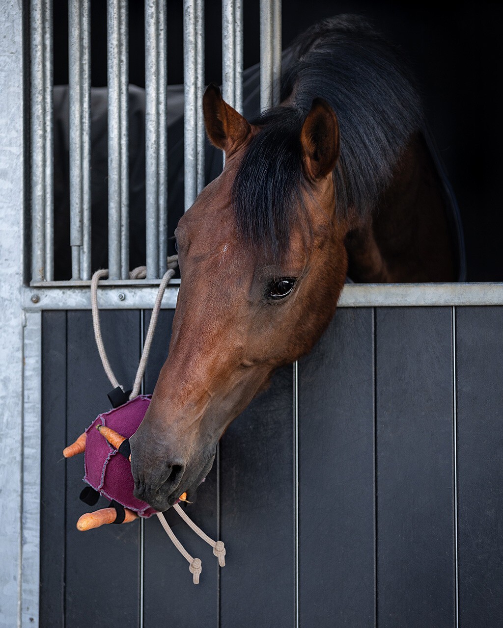 Ridershouse: QHP Horse Toy Ball roze paardenspeelgoed of leuk voor de hond Ridershouse: QHP Horse Toy Ball roze paardenspeelgoed of leuk voor de hond