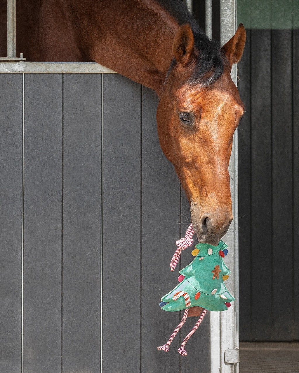 Ridershouse: QHP Horse Toy Ball roze paardenspeelgoed of leuk voor de hond Ridershouse: QHP Horse Toy Ball roze paardenspeelgoed of leuk voor de hond