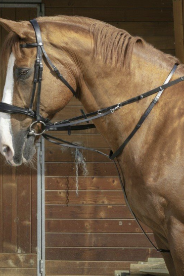Ridershouse: Norton Pro Training Reins Howlett + Martingale - brown or black