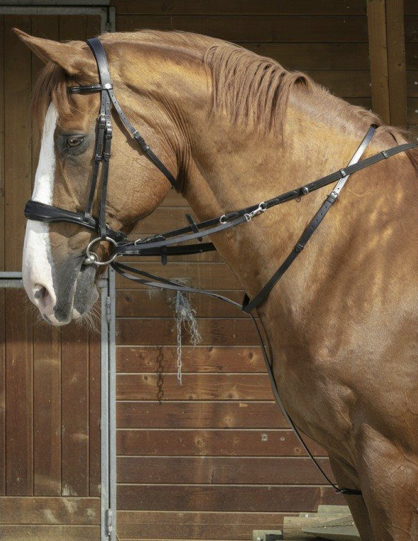 Ridershouse: Norton Pro Training Reins Howlett + Martingale - brown or black