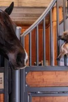 Kentucky Horsewear Relax Horse Toy Tableux Kentucky Horsewear Relax Horse Toy Tableux
