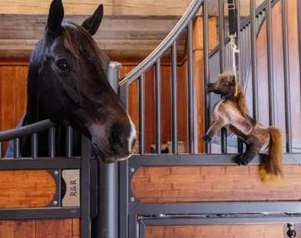 Kentucky Horsewear Relax Horse Toy Tableux Kentucky Horsewear Relax Horse Toy Tableux