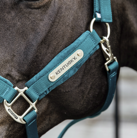 Velvet Halster Kentucky, Dit mooie Zachte halster voor jouw beste vriend Velvet Halster Kentucky, Dit mooie Zachte halster voor jouw beste vriend
