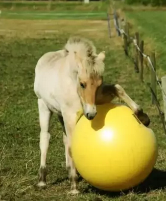 Ridershouse: Maximus Power Play Ball 100cm - kleur goed zichtbaar voor paard