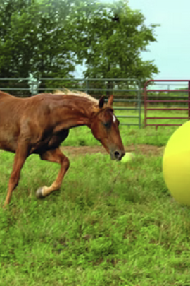Ridershouse: Maximus Power Play Ball 100cm - kleur goed zichtbaar voor paard