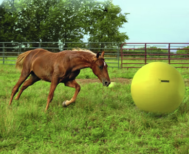 Ridershouse: Maximus Power Play Ball 100cm - kleur goed zichtbaar voor paard