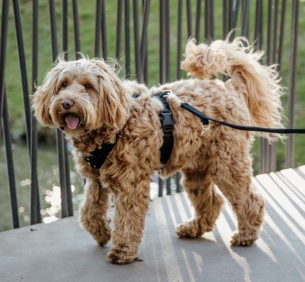 Kentucky Dogwear Dog Harness Active Velvet Black Kentucky Dogwear Dog Harness Active Velvet Black