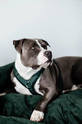 Kentucky Dogwear Dog Harness Active Velvet Green, perfect for your dog