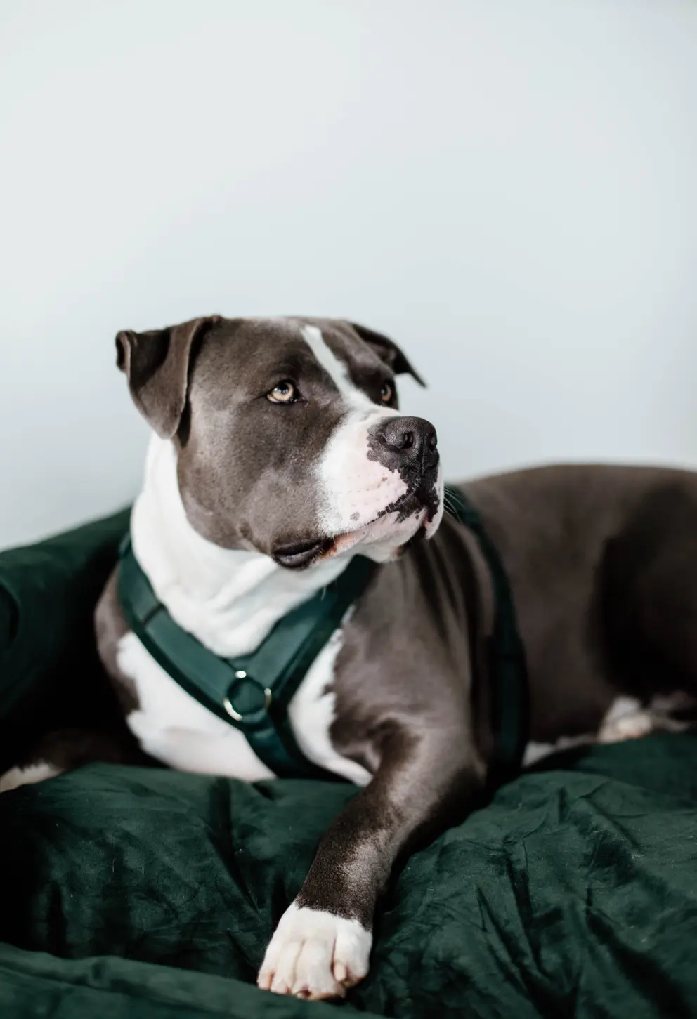 Kentucky Dogwear Dog Harness Active Velvet Green, perfect for your dog Kentucky Dogwear Dog Harness Active Velvet Green, perfect for your dog