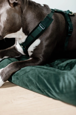 Kentucky Dogwear Dog Harness Active Velvet Green, perfect for your dog Kentucky Dogwear Dog Harness Active Velvet Green, perfect for your dog