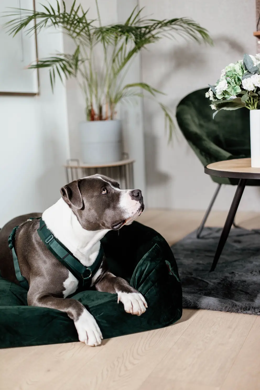 Kentucky Dogwear Dog Harness Active Velvet Green, perfect for your dog Kentucky Dogwear Dog Harness Active Velvet Green, perfect for your dog