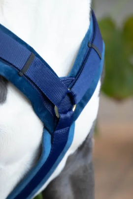 Kentucky Dogwear Dog Harness Active Velvet Green, perfect for your dog Kentucky Dogwear Dog Harness Active Velvet Green, perfect for your dog