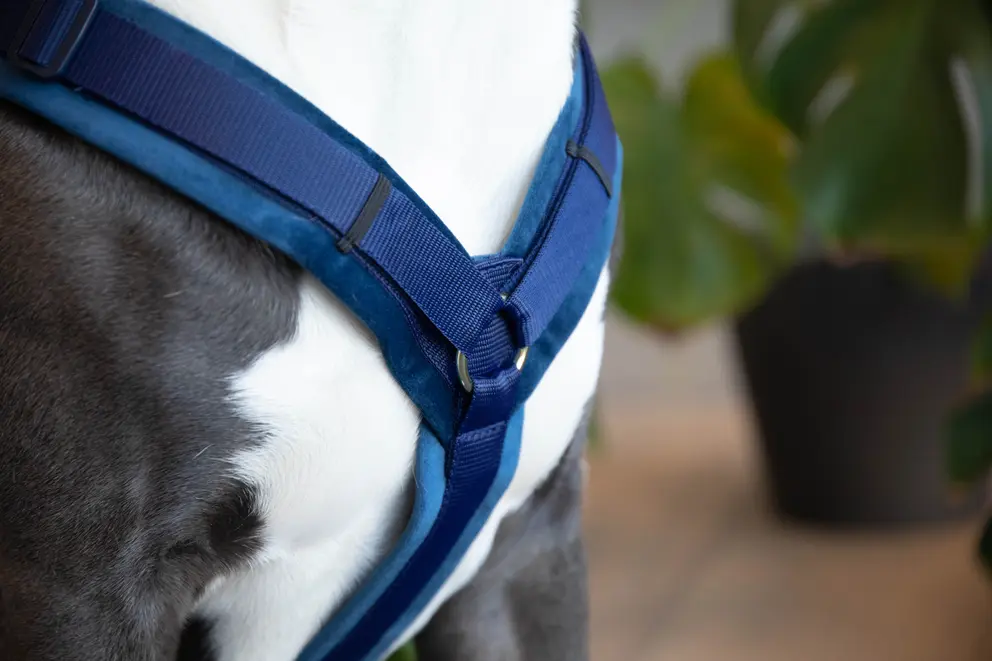 Kentucky Dogwear Dog Harness Active Velvet Green, perfect for your dog Kentucky Dogwear Dog Harness Active Velvet Green, perfect for your dog