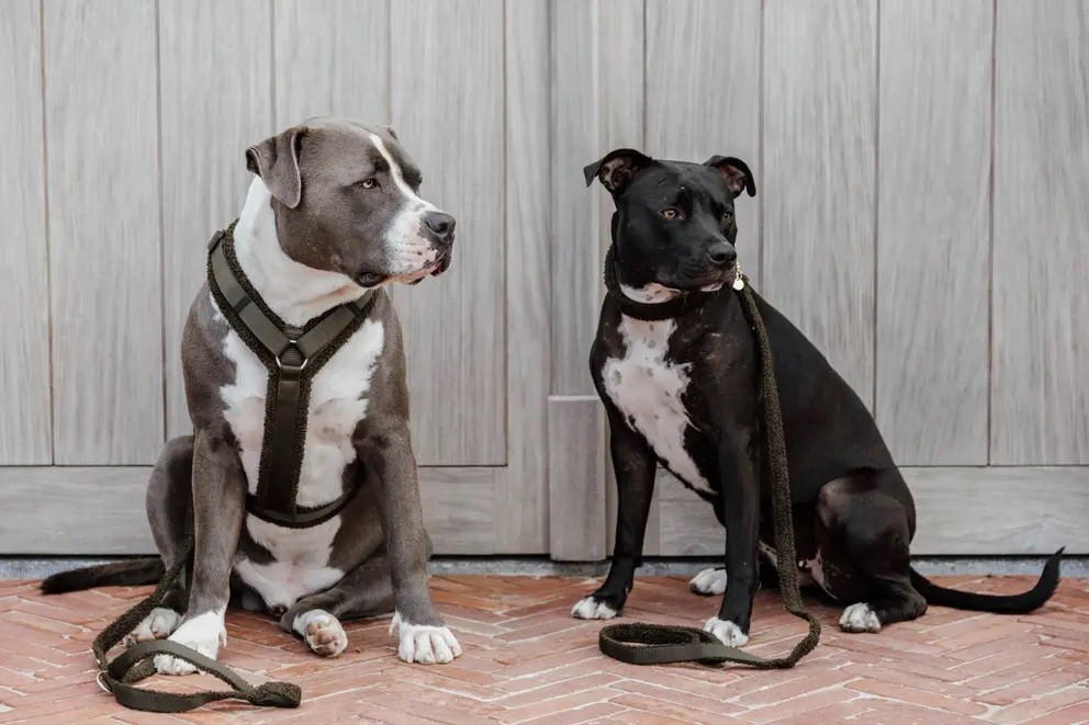 Kentucky Dogwear Hondenharnas Active Teddy Fleece Groen Perfect voor uw hond Kentucky Dogwear Hondenharnas Active Teddy Fleece Groen Perfect voor uw hond