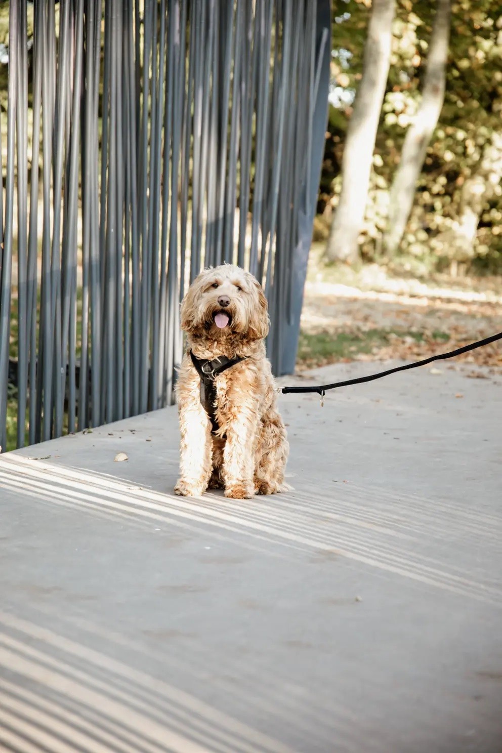 Kentucky Dogwear Dog Lead Velvet 200cm Kentucky Dogwear Dog Lead Velvet 200cm