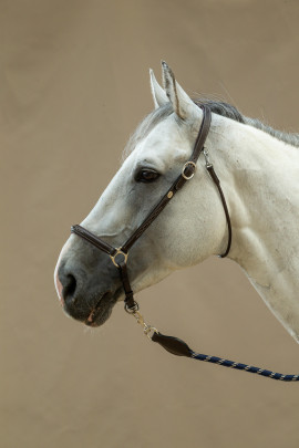 Dyon Grooming Halter - Working Collection - decorative stitching