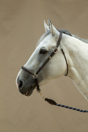 Dyon Grooming Halster - Working Collection - decoratieve stiksels Dyon Grooming Halster - Working Collection - decoratieve stiksels