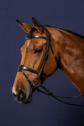 Dyon Anatomic Flash Noseband Bridle 'New English Collection' Dyon Anatomic Flash Noseband Bridle 'New English Collection'