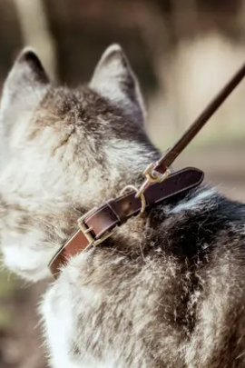 Dy'on Dog Collar Flat Leather - Brown/Gold Dy'on Dog Collar Flat Leather - Brown/Gold