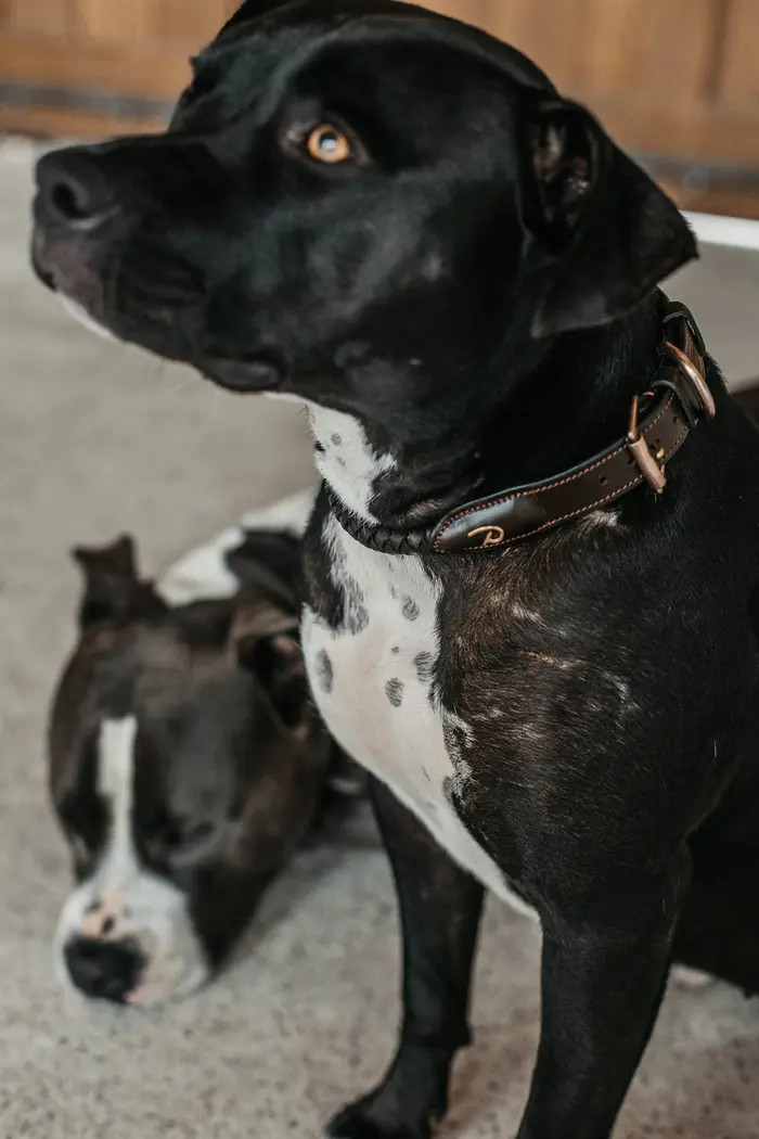 Dyon Gevlochten Leren Halsband Bruin - Iets voor jou? Dyon Gevlochten Leren Halsband Bruin - Iets voor jou?