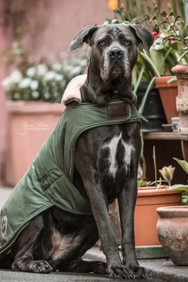 Kentucky Waterproof Dog Coat 300g lined, in the color green.